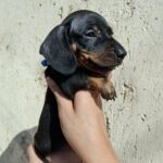 Oscar-male-miniature-dachshund-puppy-for-sale- (3)