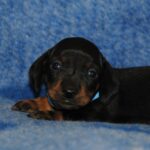 Oscar-male-miniature-dachshund-puppy-for-sale- (3)