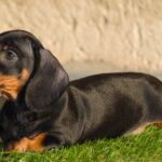 Oscar-male-miniature-dachshund-puppy-for-sale- (3)