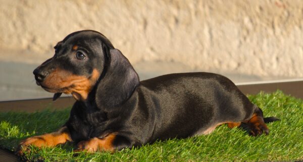 Oscar Miniature Dachshund Oscar Miniature Dachshund