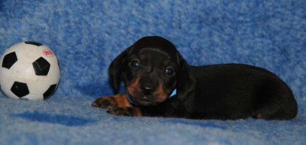 Oscar Miniature Dachshund Oscar Miniature Dachshund