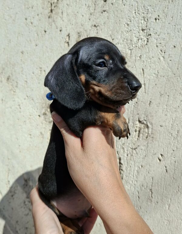 Oscar Miniature Dachshund Oscar Miniature Dachshund