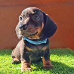 Oscar-male-miniature-dachshund-puppy-for-sale- (4)