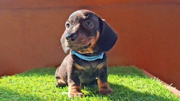 Oscar Miniature Dachshund Oscar Miniature Dachshund