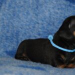Oscar-male-miniature-dachshund-puppy-for-sale- (4)