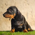 Oscar-male-miniature-dachshund-puppy-for-sale- (4)