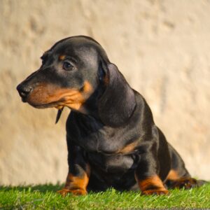 Oscar Miniature Dachshund Oscar Miniature Dachshund