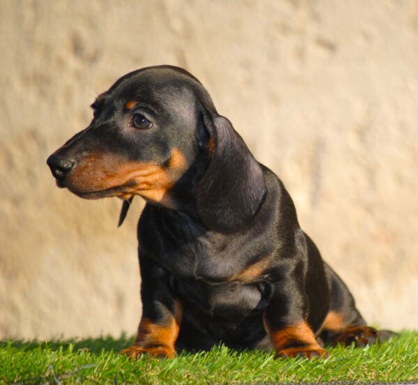 Oscar Miniature Dachshund Oscar Miniature Dachshund