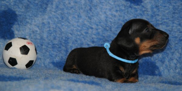Oscar Miniature Dachshund Oscar Miniature Dachshund