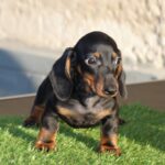Oscar-male-miniature-dachshund-puppy-for-sale- (5)