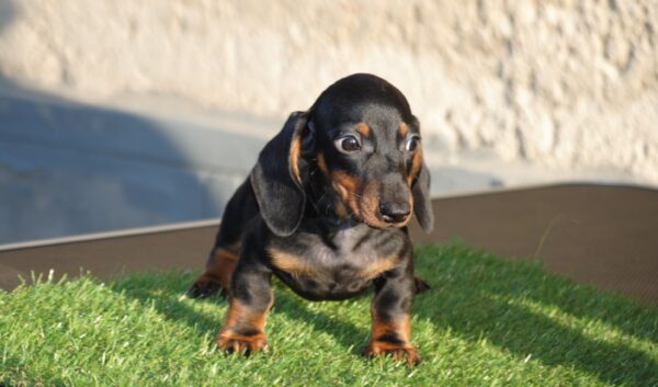 Oscar Miniature Dachshund Oscar Miniature Dachshund