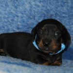 Oscar-male-miniature-dachshund-puppy-for-sale- (5)