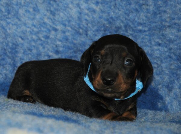 Oscar Miniature Dachshund Oscar Miniature Dachshund