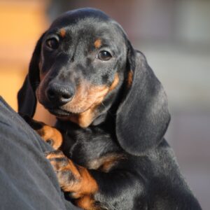 Oscar Miniature Dachshund Oscar Miniature Dachshund