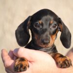 Oscar-male-miniature-dachshund-puppy-for-sale- (6)