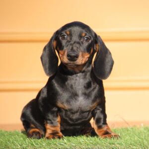 Oscar Miniature Dachshund Oscar Miniature Dachshund