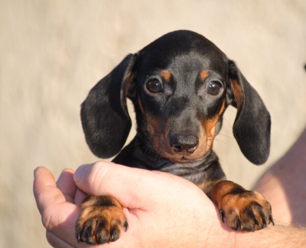 Oscar Miniature Dachshund Oscar Miniature Dachshund