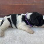 Patricia-female-miniature-schnauzer-puppy-for-sale- (1)
