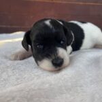 Patricia-female-miniature-schnauzer-puppy-for-sale- (2)