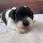 Patricia-female-miniature-schnauzer-puppy-for-sale- (3)