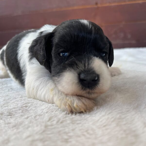 Patricia Miniature Schnauzer Patricia Miniature Schnauzer