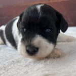 Patricia-female-miniature-schnauzer-puppy-for-sale- (4)