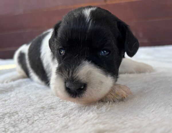 Patricia Miniature Schnauzer Patricia Miniature Schnauzer