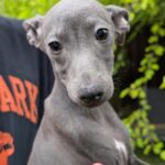 Paul-male-Italian-Greyhound-puppy-for-sale-1