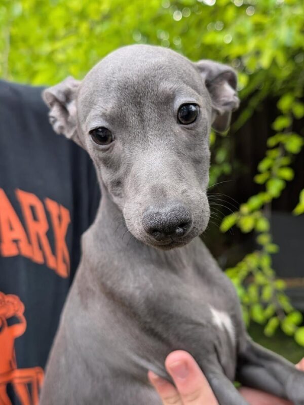 Paul Italian Greyhound Paul Italian Greyhound