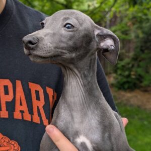 Paul Italian Greyhound Paul Italian Greyhound