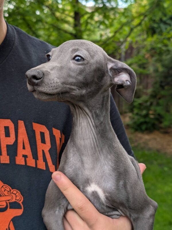 Paul Italian Greyhound Paul Italian Greyhound