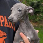 Paul-male-Italian-Greyhound-puppy-for-sale-3