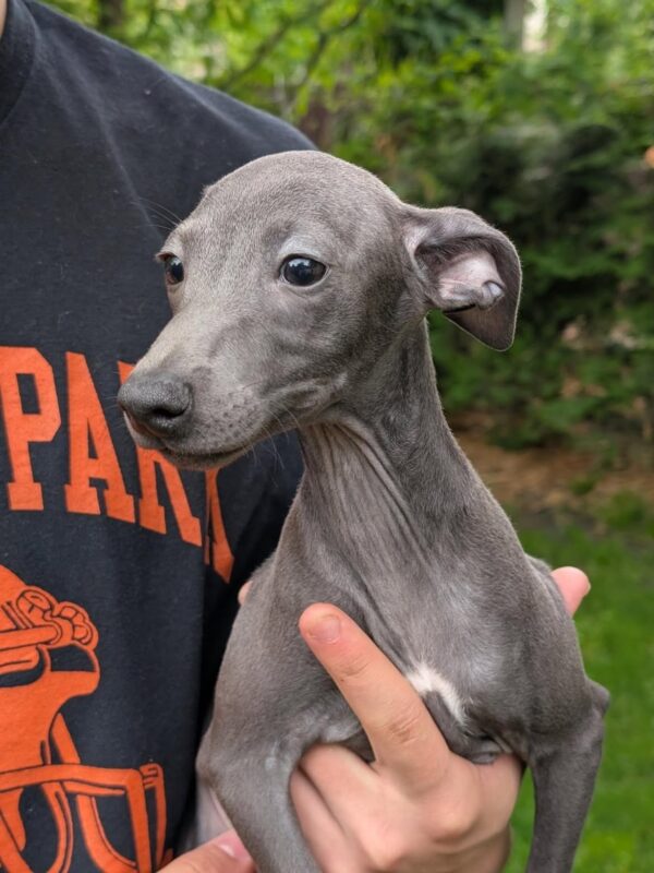 Paul Italian Greyhound Paul Italian Greyhound