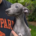 Paul-male-Italian-Greyhound-puppy-for-sale-4