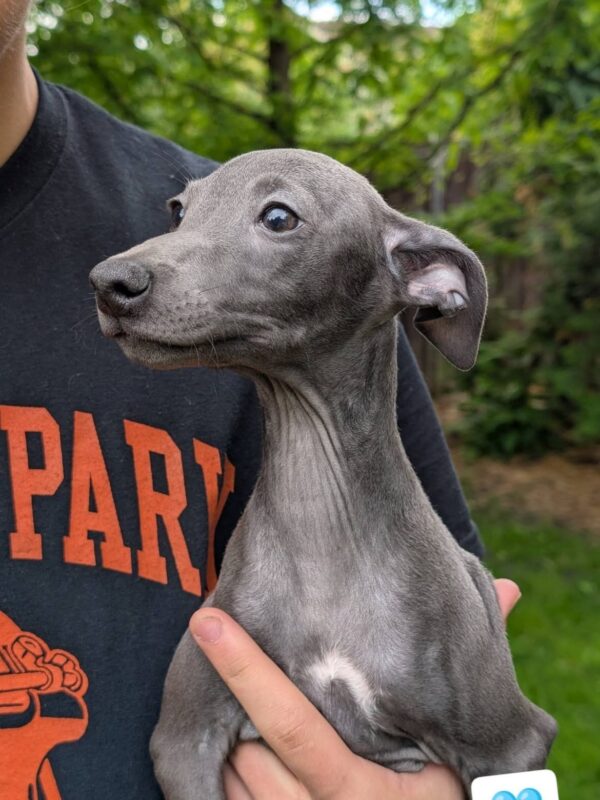 Paul Italian Greyhound Paul Italian Greyhound