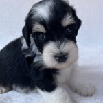 Paul-male-miniature-schnauzer-puppy-for-sale- (1)