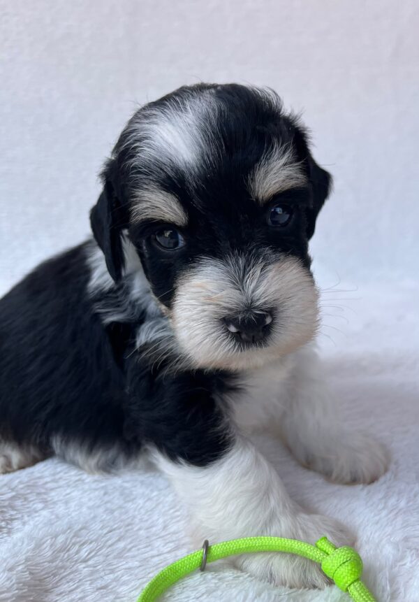 Paul Miniature Schnauzer Paul Miniature Schnauzer