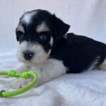 Paul-male-miniature-schnauzer-puppy-for-sale- (2)