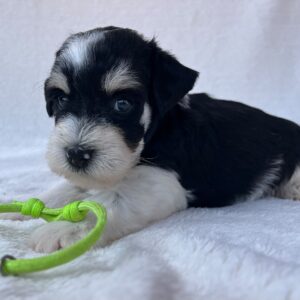 Paul Miniature Schnauzer Paul Miniature Schnauzer