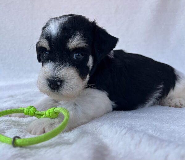 Paul Miniature Schnauzer Paul Miniature Schnauzer
