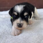 Paul-male-miniature-schnauzer-puppy-for-sale- (2)