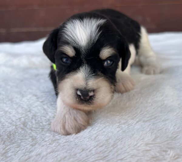 Paul Miniature Schnauzer Paul Miniature Schnauzer