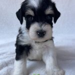 Paul-male-miniature-schnauzer-puppy-for-sale- (3)