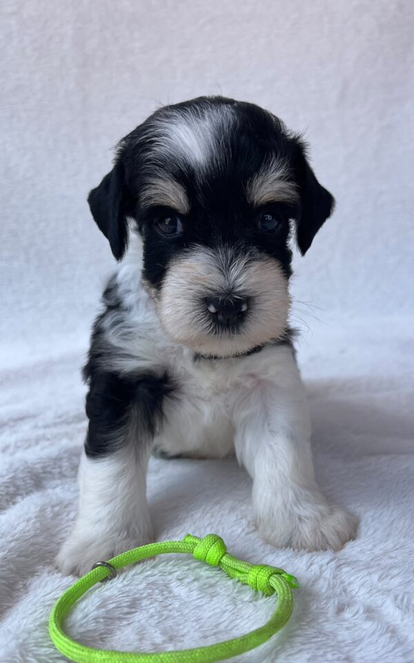 Paul Miniature Schnauzer Paul Miniature Schnauzer