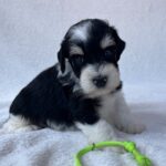 Paul-male-miniature-schnauzer-puppy-for-sale- (4)