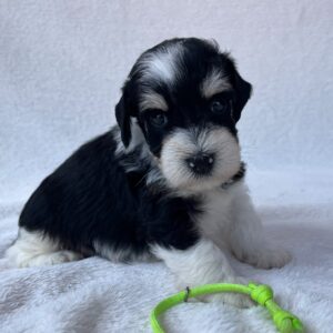 Paul Miniature Schnauzer Paul Miniature Schnauzer