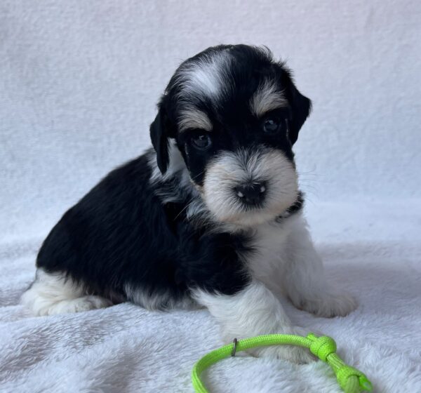 Paul Miniature Schnauzer Paul Miniature Schnauzer