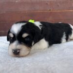 Paul-male-miniature-schnauzer-puppy-for-sale- (4)