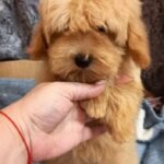 Paula-female-Maltipoo-puppy-for-sale-1