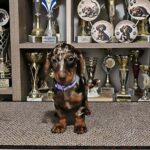 Pebbles-female-Dachshund-puppy-for-sale (1)